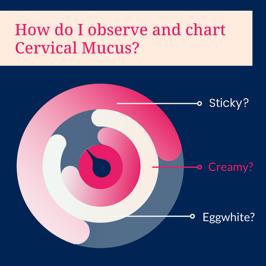 Cervical Mucus: Chart, Stages, Tracking & Fertility