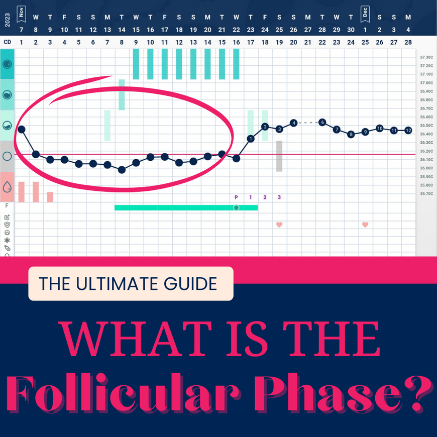 What is the Follicular Phase? Find the ultimate guide here